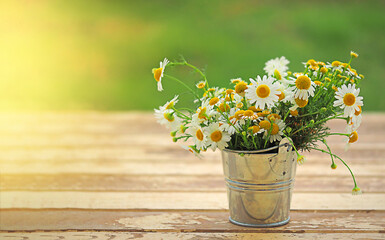 a bouquet of field white daisies in a small metal bucket on a wooden floor sunlight, a horizontal banner with a blurred background and free space for text