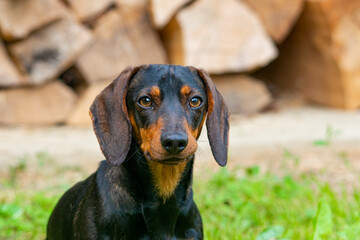 portrait of a dachshund