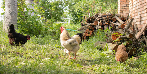 Organic natural red and white rustic chicken roaming the countryside. Chickens feed in a traditional barnyard. Close up of the hens in the yard of the barn. Poultry concept.