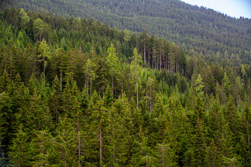 Close up of an evergreen forest in the Austrian Alps