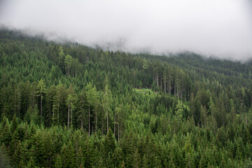 Green forest covered in clouds on a rainy day in the mountains