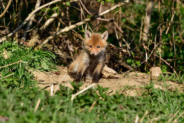 Fototapeta premium sweet baby fox at his fox burdour at the edge of the forest