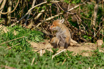 sweet baby fox at his fox burdour at the edge of the forest