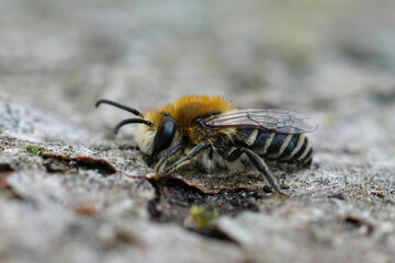 Lateral closeup of a hairy male common plasterer bee on a leaf