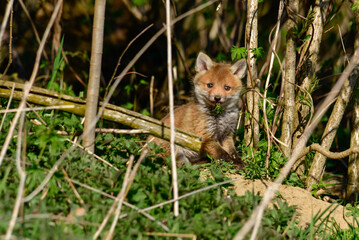 sweet baby fox at his fox burdour at the edge of the forest