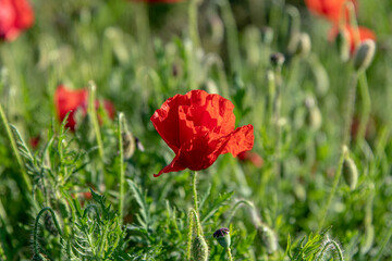 Close up of a poppy flower in a field in West Pentire, Cornwall