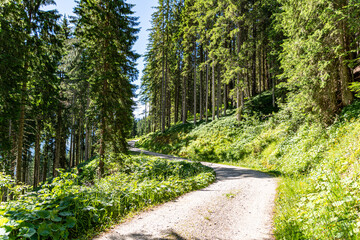 Alpine summer view with a gravel street and green trees. Hiking in the beauty of the Austrian Alps, in Salzburg