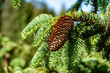 Close up of a Pinecone hanging on a fir tree on a sunny day