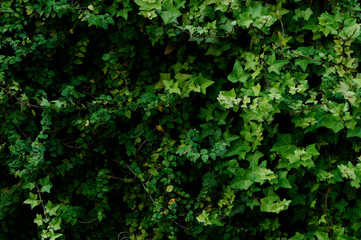 蔦で覆われた壁