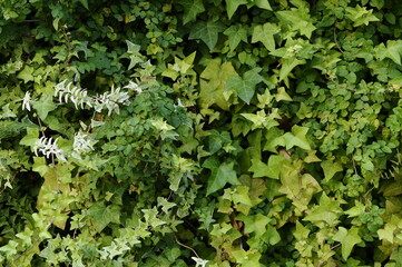 蔦で覆われた壁