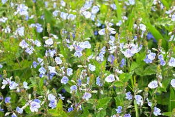 Obraz na płótnie Canvas Blue Veronica blooms in the spring