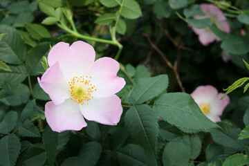 Rose hip flowers close-up