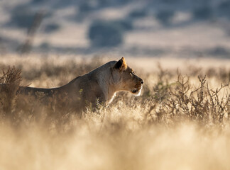 Female Lion
