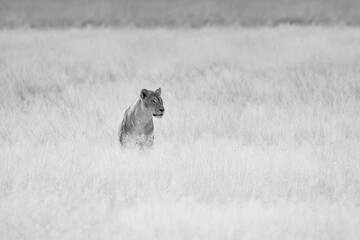 Female Lion