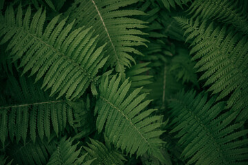 closeup photo of green fern in nature, leaf for background, no people