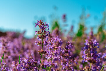 A field of beautiful purple flowers, natural background