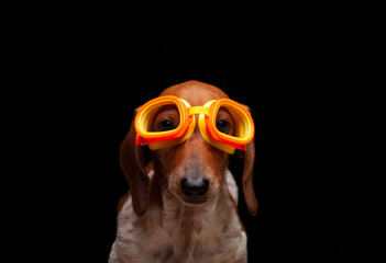 image of dog dark background