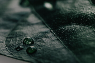 Drops on leaf