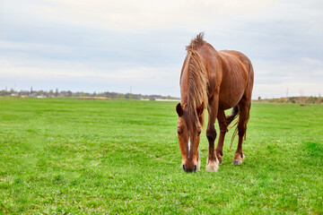 A brown horse with a shaggy tan mane eating in an empty grass field