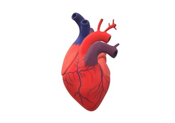 Isolated heart model. 3d illustration . realistic heart model