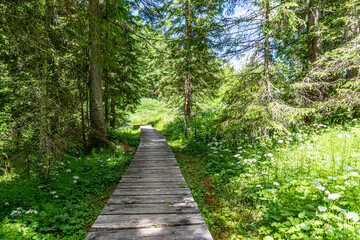 A wooden hiking path in a Forest in Salzburg, Austria