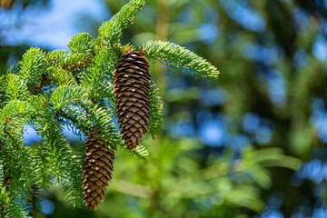 Close up of pine cones hang on a fir tree with a defocused background on a sunny day