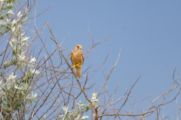 Common Kestrel Falco tinnunculus sitting on a branch of a bush