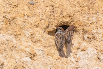 Young Tree sparrow Passer montanus near the nest