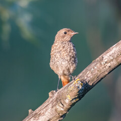 Redstart Phoenicurus phoenicurus perched on a branch