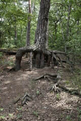 Fototapeta premium Visit to National park Loonse en Drunense Duinen (NL)