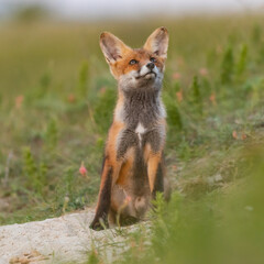 Portrait red fox cub Vulpes vulpes in the wild