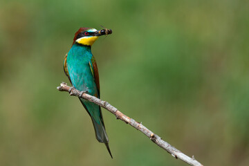 European bee-eater Merops Apiaster in the wild, with a bee in its beak