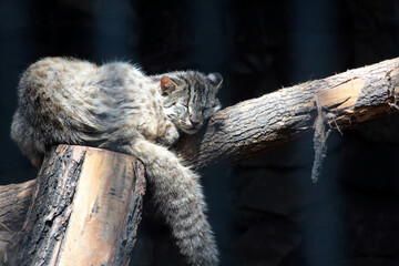 leopard cat sleeping on the log