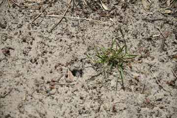 Visit to National park Loonse en Drunense Duinen (NL)