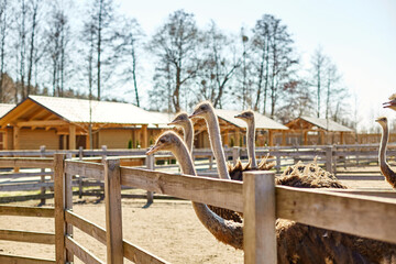 Big ostriches at farm field behind a wooden fence