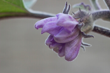 Flower buds of eggplant flowers in early summer , garden planting , home gardening, organic.