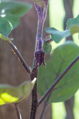 Flower buds of eggplant flowers in early summer , garden planting , home gardening, organic.