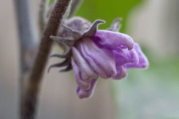Flower buds of eggplant flowers in early summer , garden planting , home gardening, organic.