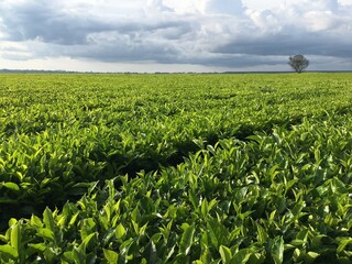 Landscapes in South Africa. 