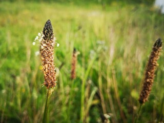 close up of grass