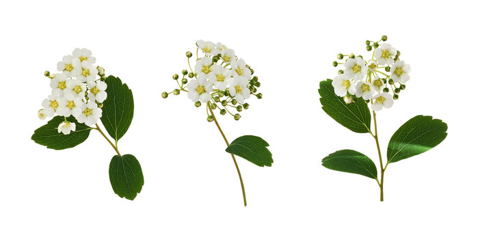 Set of spiraea chamaedryfolia flowers and leaves isolated