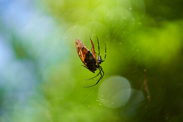 大きなオオジョロウグモに捕食されるセミ