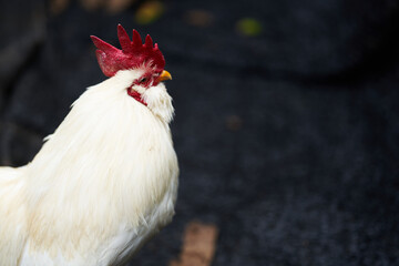 立派な赤いトサカの白い鶏