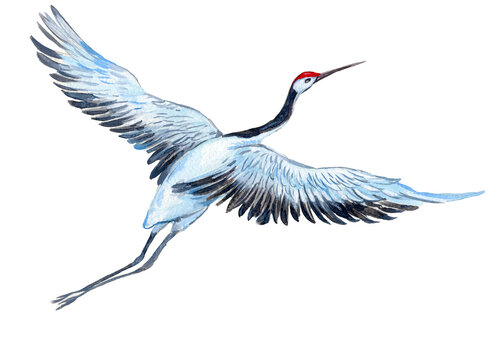 White crane, watercolor illustration on isolated white background