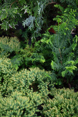 Green summer plant in outdoors market