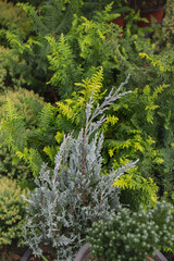 Fototapeta premium Green summer plant in outdoors market