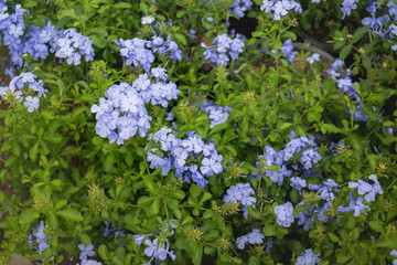 Green summer plant in outdoors market
