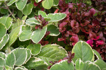 Green summer plant in outdoors market