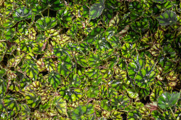Green summer plant in outdoors market