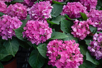 Green summer plant in outdoors market